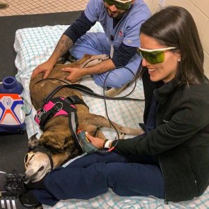 Florida-Veterinary-Behavior-Service