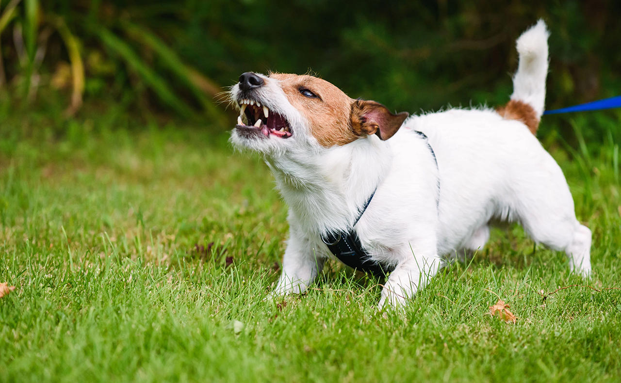 Dog Aggression and Fear