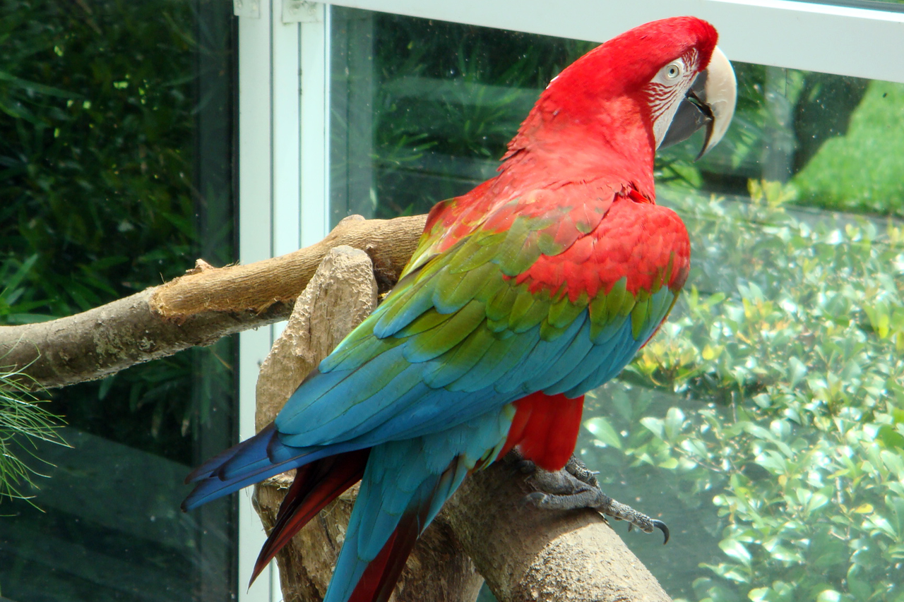 Parrot New Tricks