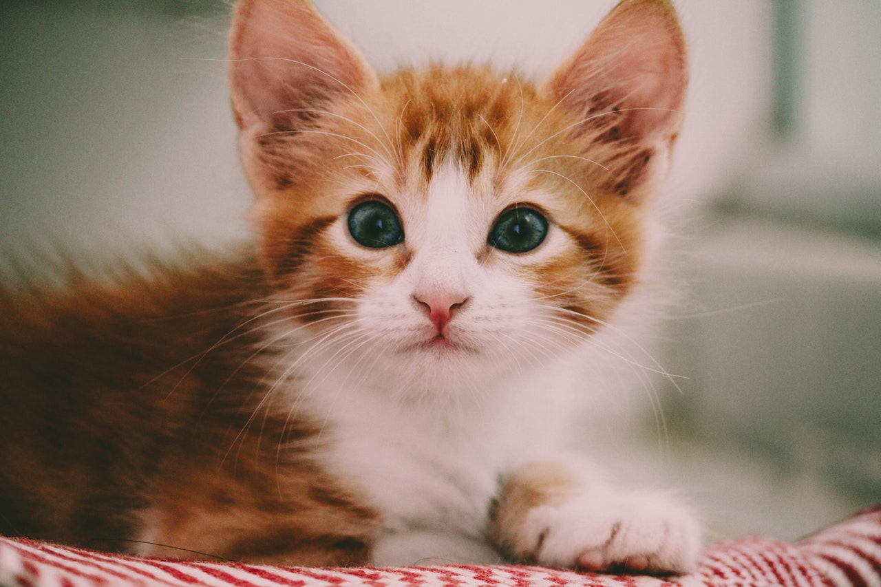 New Kitten, Big Trouble. How-to Introduce Your Kitten to Your Adult Cat