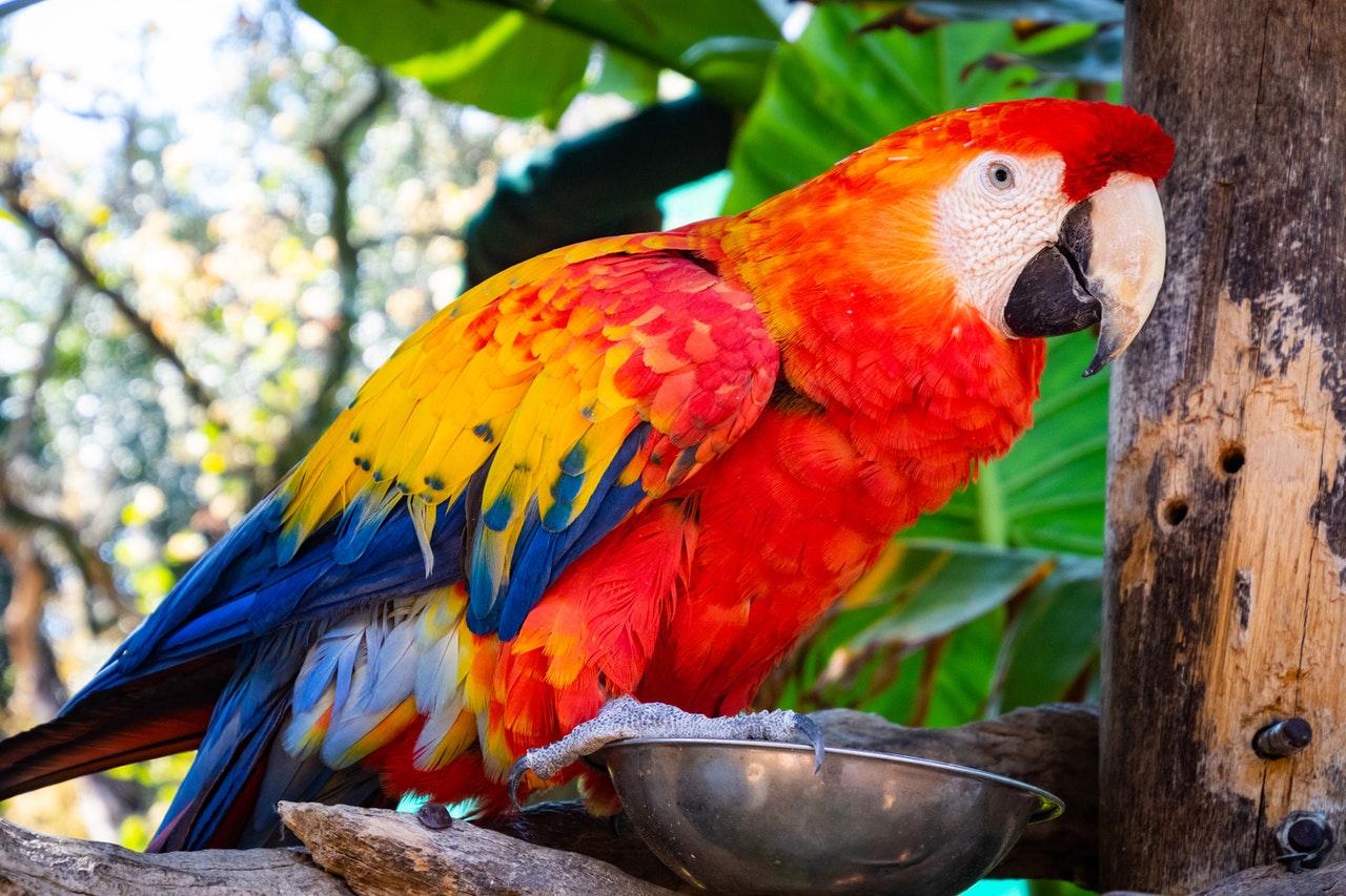 Is your bird happy? Six tips for a better behaved parrot.