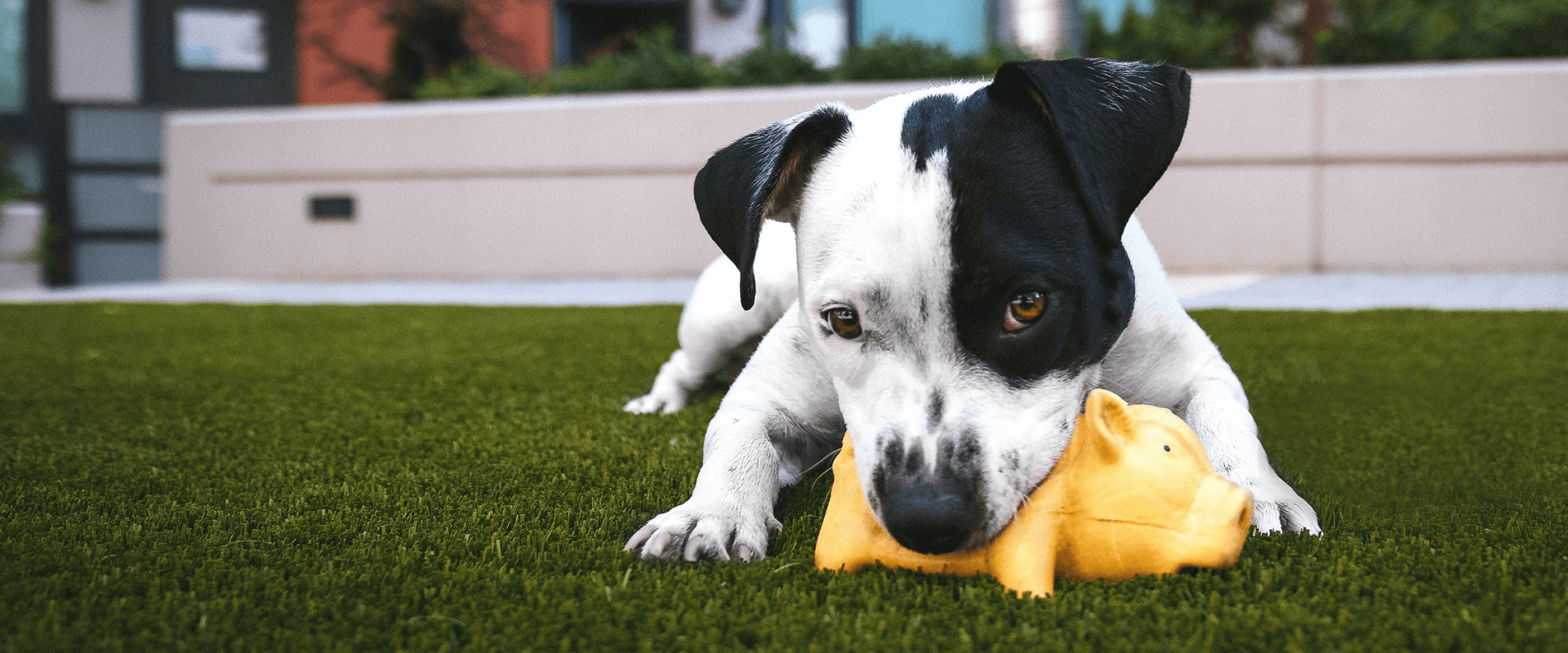 Dog Play and Enrichment
